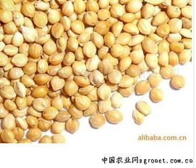 陽原縣金弟農(nóng)副產(chǎn)品有限責(zé)任公司 農(nóng)副產(chǎn)品銷售的典范與創(chuàng)新