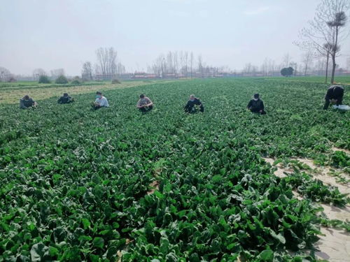 商丘農副產品滯銷，期盼您伸出援手